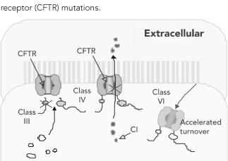 Class 3: Regulatory mutations CFTR reaches apical membrane but