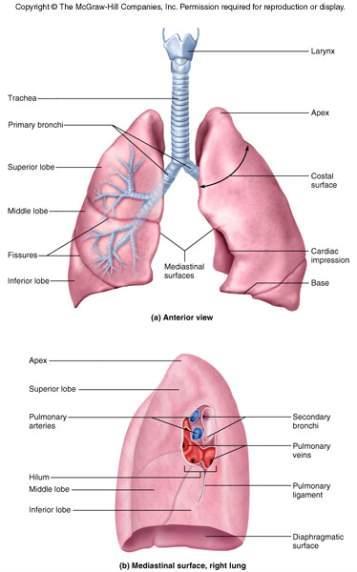 Lungs -