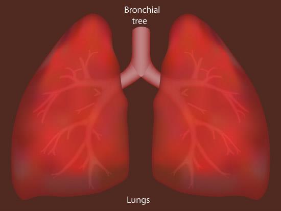 Respiration Ventilation of lungs Gas exchange between