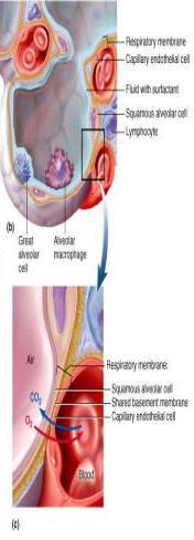 Alveolus Squamous alveolar cell: gas exchange Great alveolar cell: 1)repair 2) pulmonary surfactant: enhances inflation of
