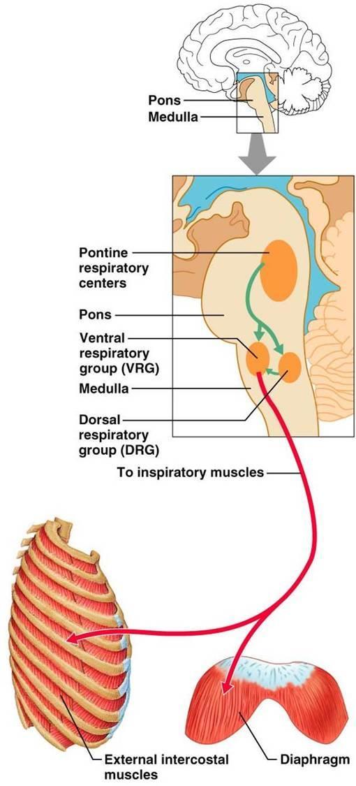 Neural Control of Breathing Dependent on brain: Skeletal muscles need nervous stimulation to contract pneumotaxic Breathing requires many