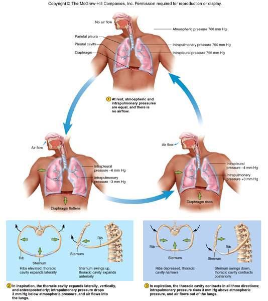 Respiratory Cycle Pressure Resistance to Airflow diameter of bronchioles pulmonary compliance: ease of lung expansion surface tension of alveoli/distal bronchioles: infant respiratory distress