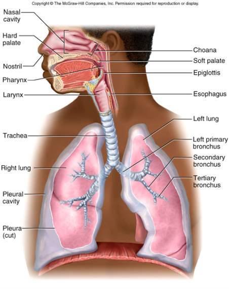 Organs of Respiratory System Nose Pharynx Larynx Trachea bronchi Lungs Conducting Division: