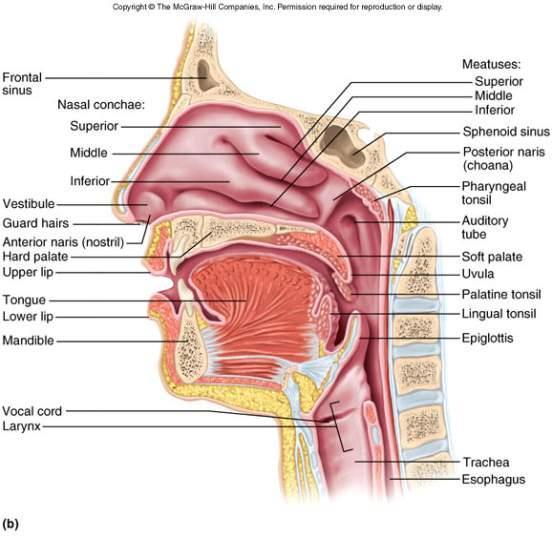Upper Respiratory Tract Nasal