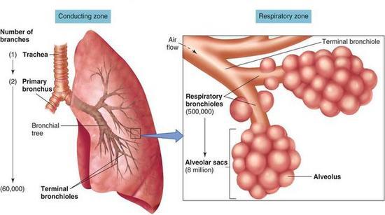 The conducting zone includes: trachea, bronchial tree, bronchioles from where the air passeses to reach the respiratory zone.