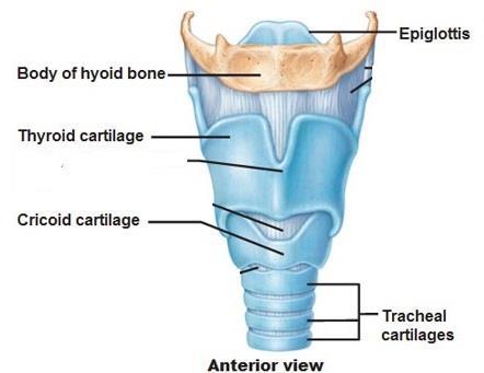 The Larynx -The voice box -Composed of three cartilages: 1. Thyroid cartilage (anterior) 2.