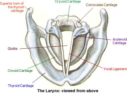 Vocal Cords The glottis is the opening between the vocal cords The more vocal cords
