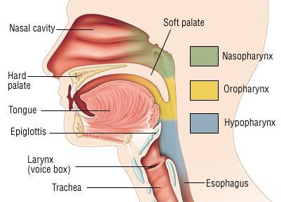 The Nasal Cavity Nasal septum divides the cavity into right and left portions Nasal conchae extend