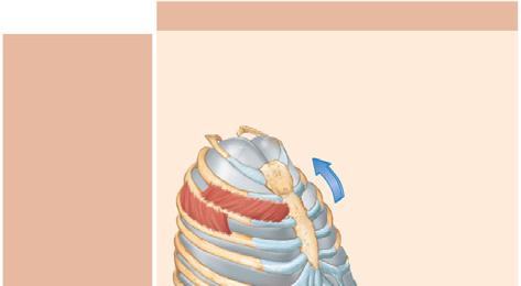 Changes in Thoracic Volume Changes in superiorinferior and anteriorposterior dimensionsi (a) Inspiration Diaphragm and intercostal muscles