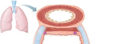 The Trachea Descends into the mediastinum Divides into two main