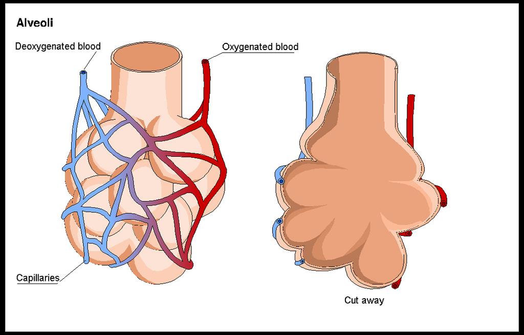 Alveoli Feb
