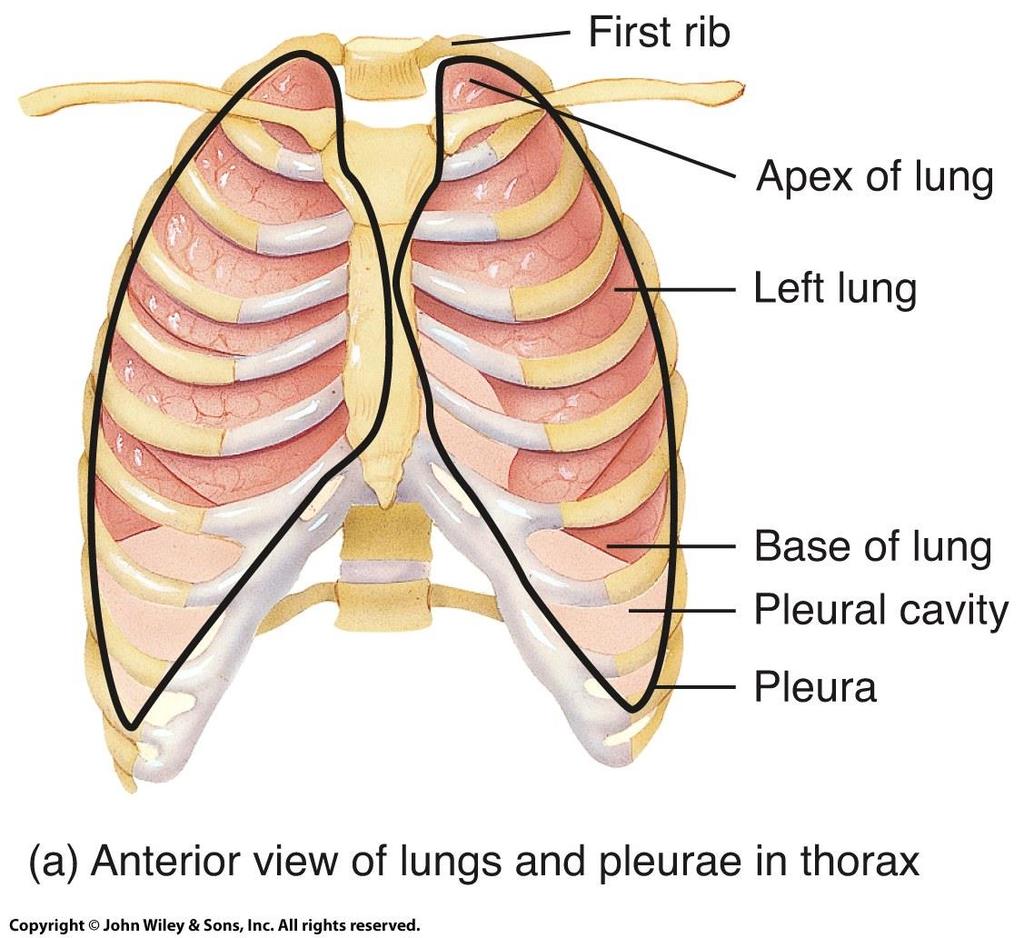 Pleural Membranes and Pleural Cavity