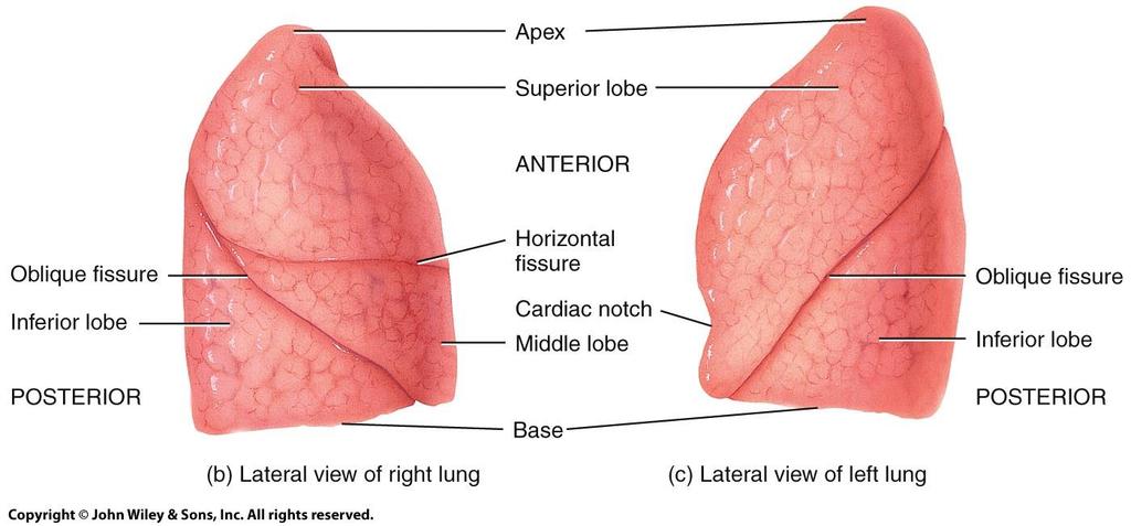 Gross Anatomy of Lungs o Base, apex (cupula), costal surface, cardiac notch o Lobes: The right lung: three lobes separated by two fissures-