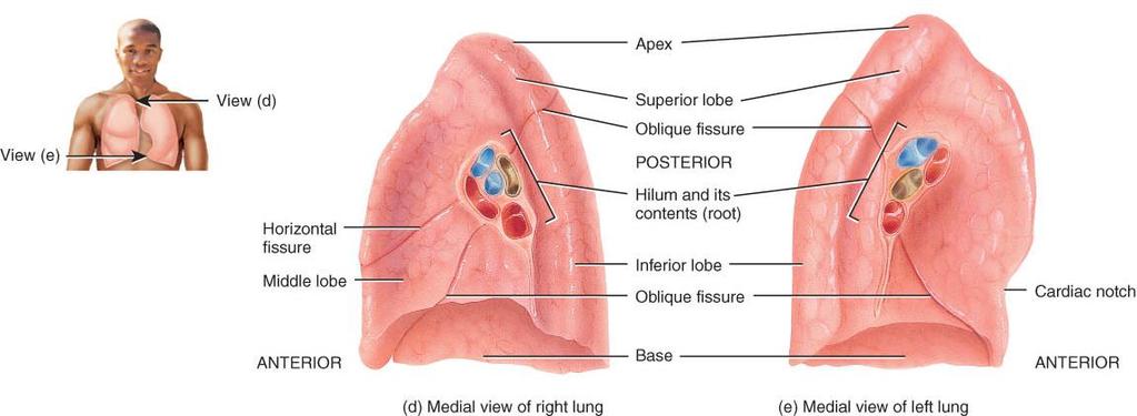 Mediastinal Surface of Lungs o Blood vessels and airways enter lungs at hilus o Forms root of lungs o