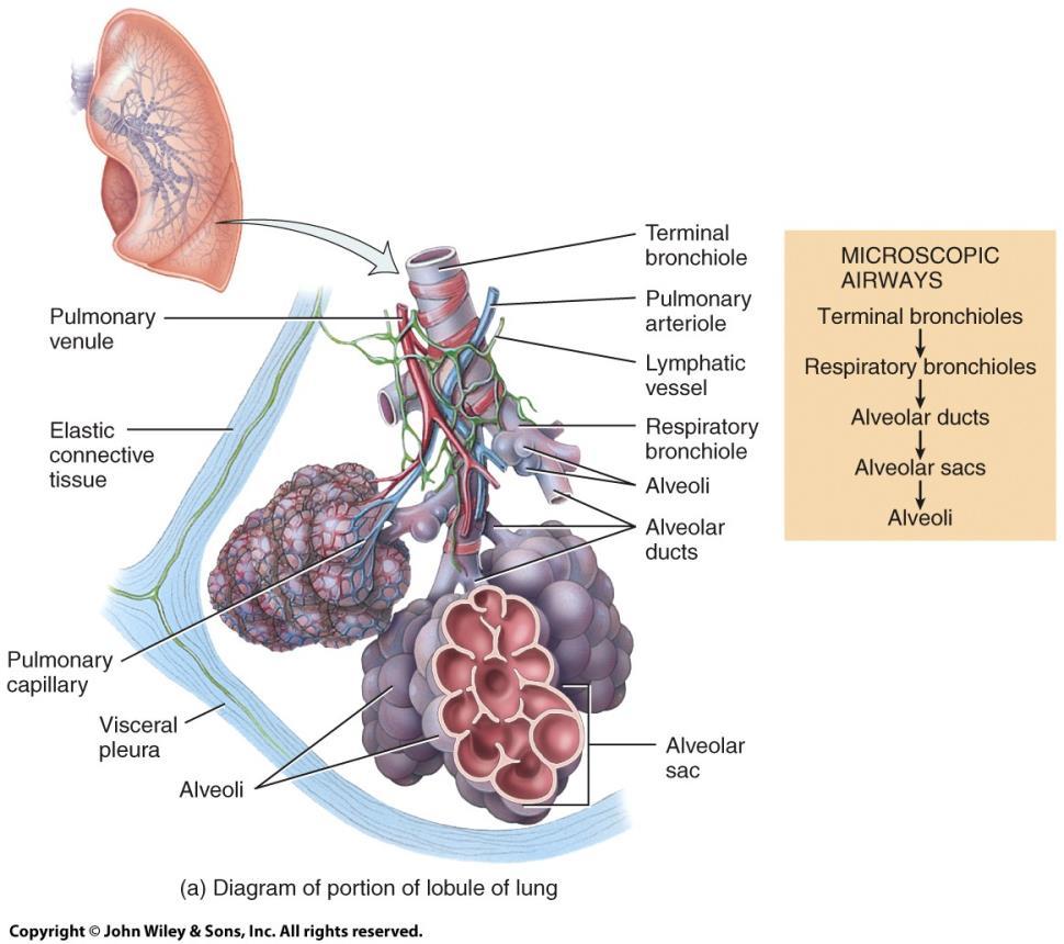 Microscopic Anatomy of Lungs o Bronchopulmonary segment: The segment of lung tissue that each tertiary bronchus supplies o Lobules: Small compartments of bronchopulmonary