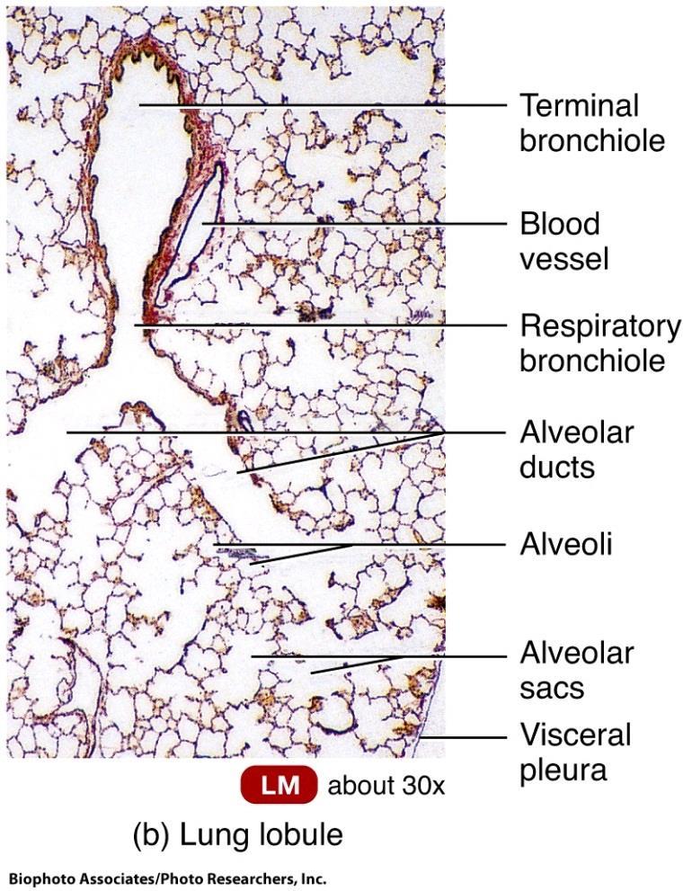 Microscopic Anatomy of Lungs o Respiratory bronchioles: microscopic sub branches from terminal bronchioles o Alveolar ducts: Respiratory bronchioles in turn subdivide into several (2 11) alveolar
