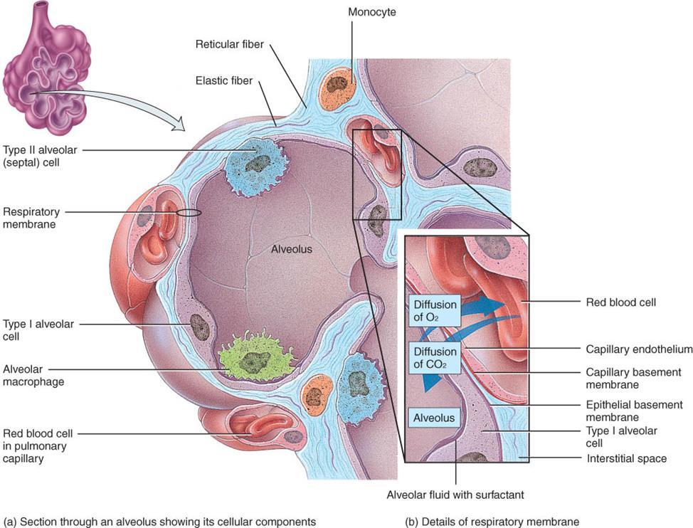 Other cells types of the Alveoli o Alveolar dust cells Wandering macrophages that remove debris o