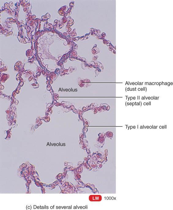 Alveolar-Capillary Membrane o Alveolar-capillary membrane/ Respiratory membrane: Formed by alveolar and capillary walls where the alveoli