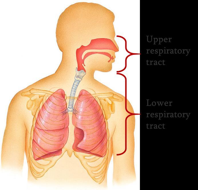 Respiratory System Anatomy Structural divisions: o The upper respiratory