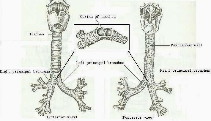 The trachea and main
