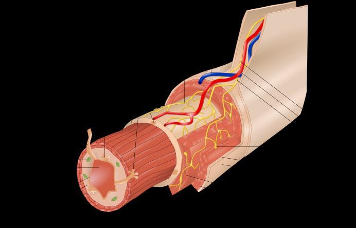Tubular organ layers development - Mucosa Epithelial