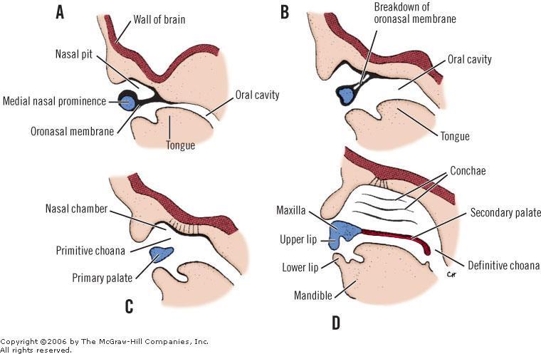 Development of nasal cavity and palate 6 th week - Rupture of oronasal membrane