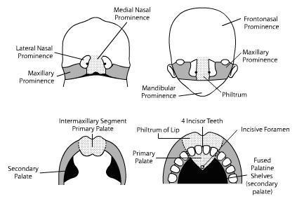 Development of nasal cavity and