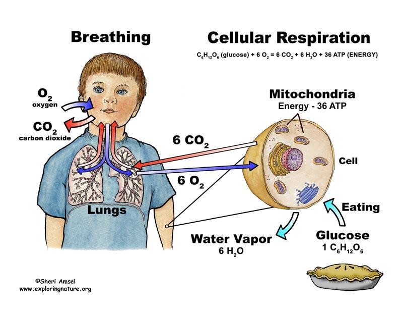 Breathing and Respiration BREATHING is the mechanical action of getting air in and out of the lungs.
