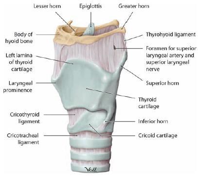 Development of the larynx - the 4 th and the 5 th Pharyngeal arches - Innervated by vagal