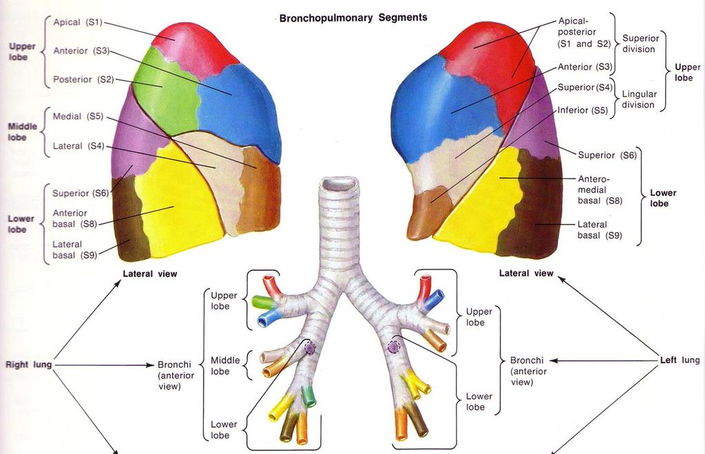 Bronchopulmonary