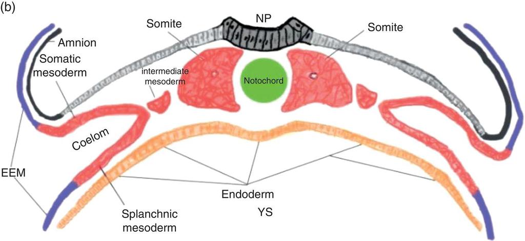 Lateral mesoderm forms two plates: somatic and splanchnic EEM, extraembryonic mesoderm; YS, Yolk sac; NP, neural plate.