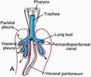 pericadioperitoneal canals.