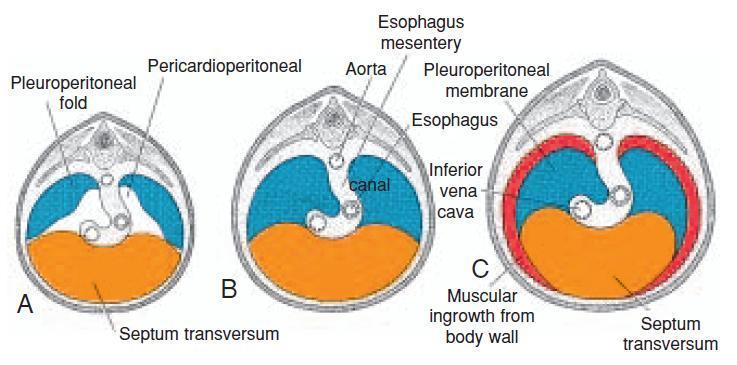 Diaphragm develops from 4 sources: 1) Septum Transversum 2)