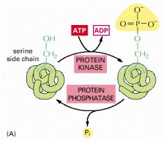 Enzymes ATP mostly is the phosphoryl donor in these reactions, which are catalyzed by