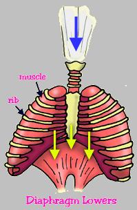 Breathing Inhalation (Breath In) *Diaphragm (sheetlike muscle that separates the inside of your chest