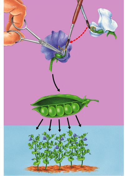 Cross-Fertilization 1 Removed stamens from purple flower White Parents (P) Carpel Purple 2 Stamens Transferred pollen from stamens