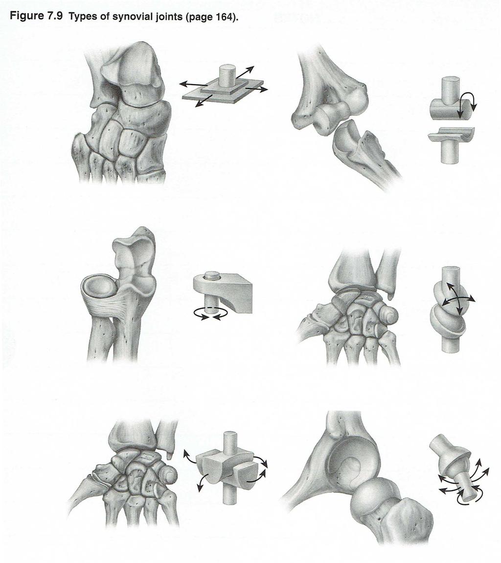 Figure 7.9 Questions Which joints permit the greatest range of motion?
