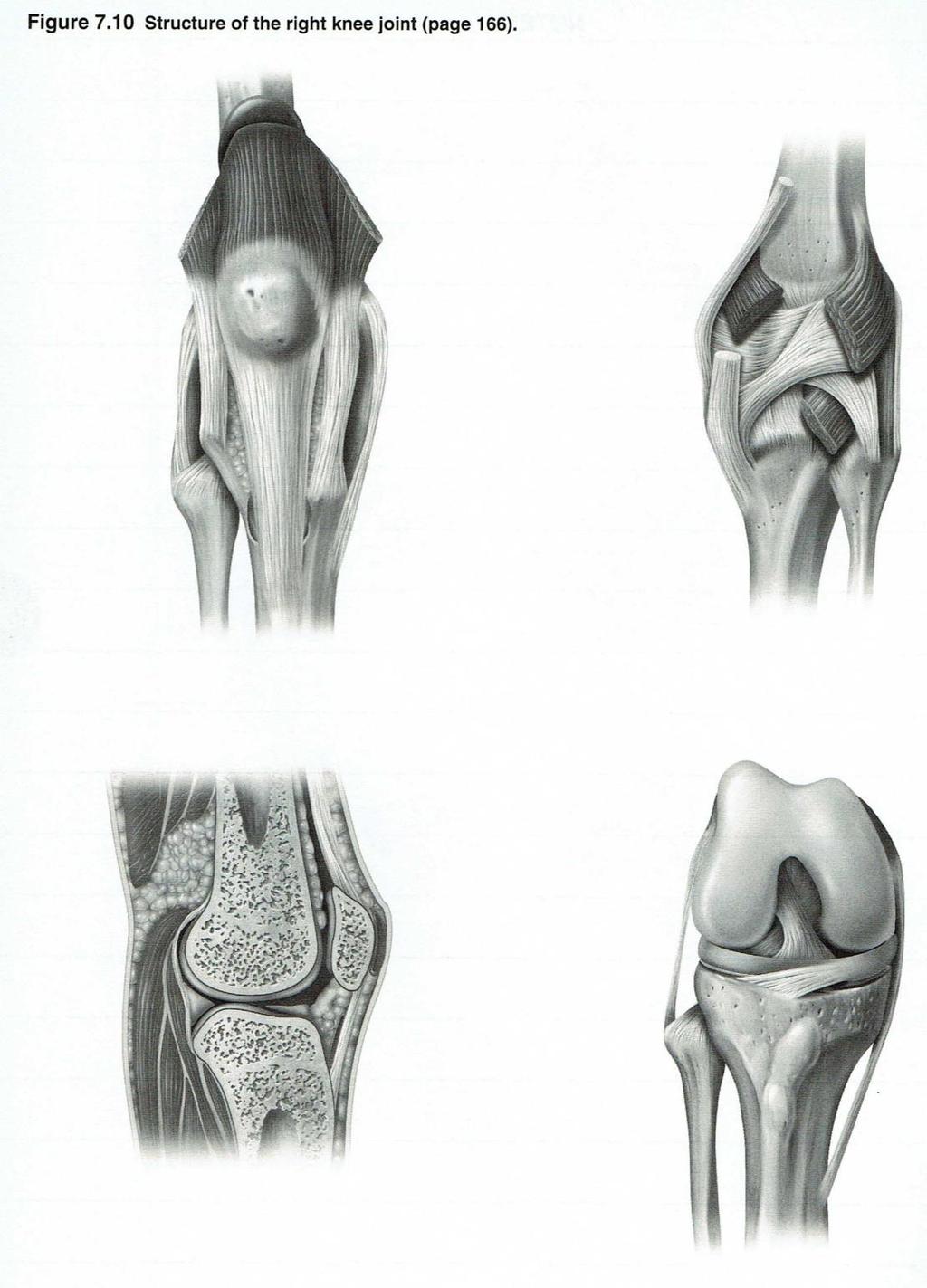 Checkpoint 7. Where in the body can each subtype of synovial joint be found? Figure 7.