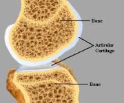 Tissues 2 Cartilage 1)