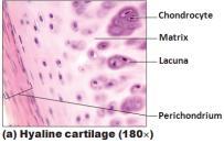 dense collagen Perichondrium