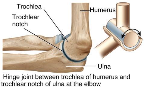 2) hinge Joints flexion & extension Elbow,