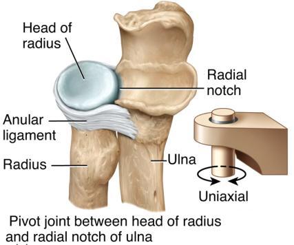 Rotation Atlanto-axial joint Radioulnar joint