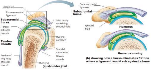 Hip & shoulder joints
