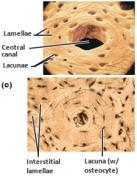 Compact (dense or cortical) bone 1) characteristics dense outer layer