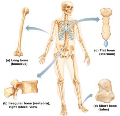 bones Short bones Carpal tarsal patella Flat bones Skull Scapula