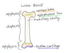 Long Bone 1) Diaphysis 2) Metaphysis epiphyseal line