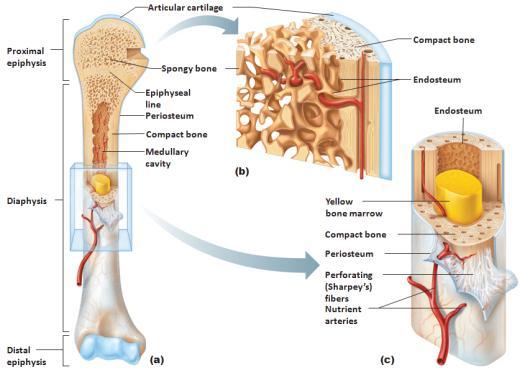 Nutrient artery 6) Membrane Periosteum vs.