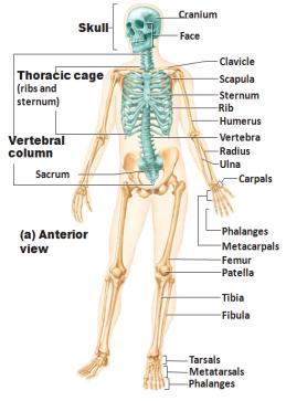 Skeleton 1) Bones 206 or