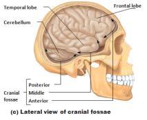 Structures A) Cranium