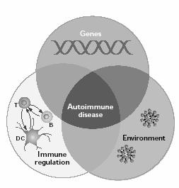 MHC/self-peptide MHC/Vβ TCR Vβx + Vβx T cell Induction of + TH1 mediated autoimmunity: A paradigm for the pathogenesis of rheumatoid arthritis, multiple sclerosis and APC type I diabetes TCR Vβx